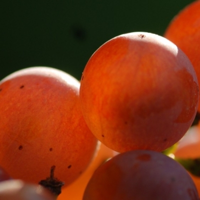 Souvignier gris ANT 0334b